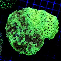 CC187 - Euphyllia paraancora