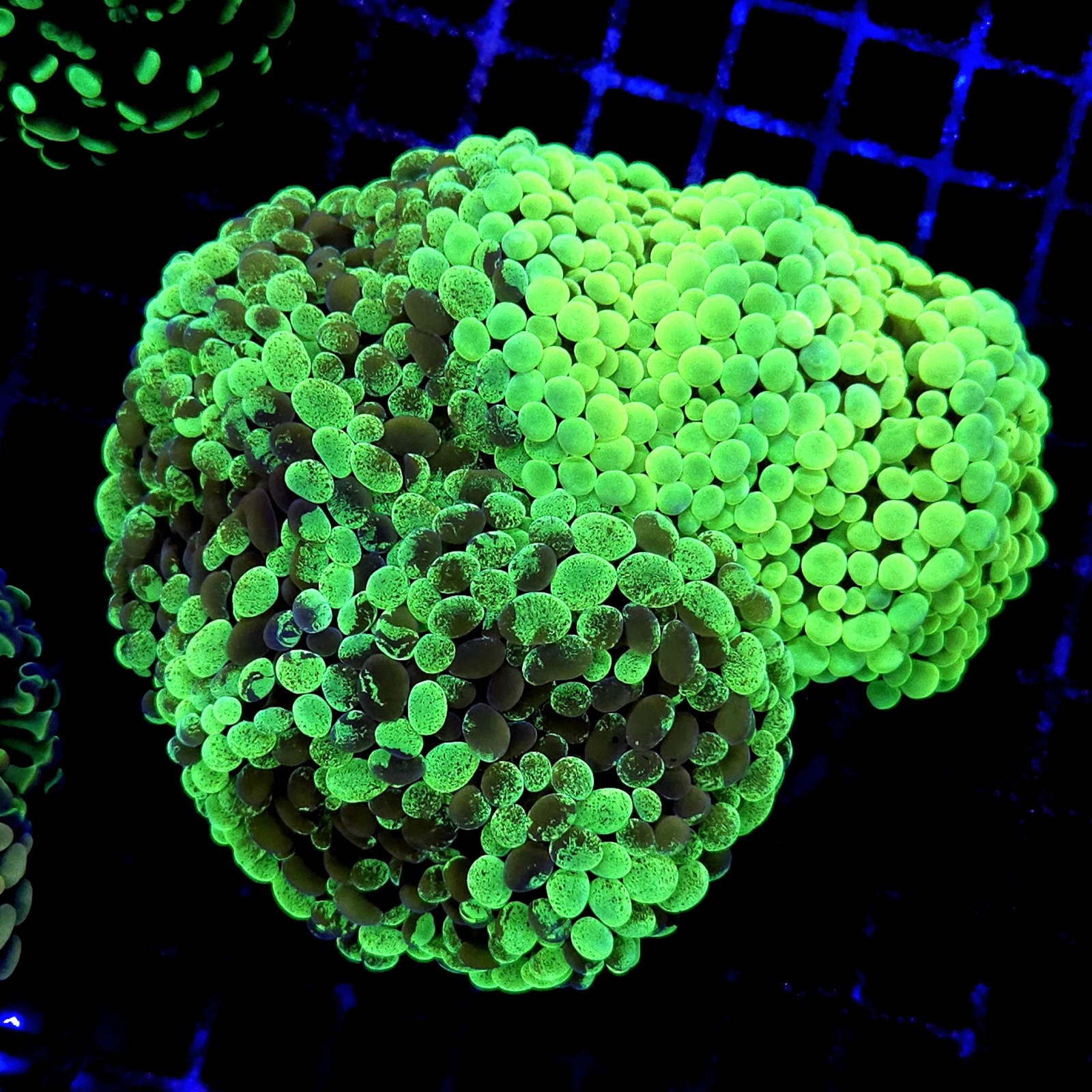 CC187 - Euphyllia paraancora