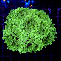 CC188 - Euphyllia paraancora