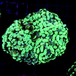 CC189 - Euphyllia paraancora