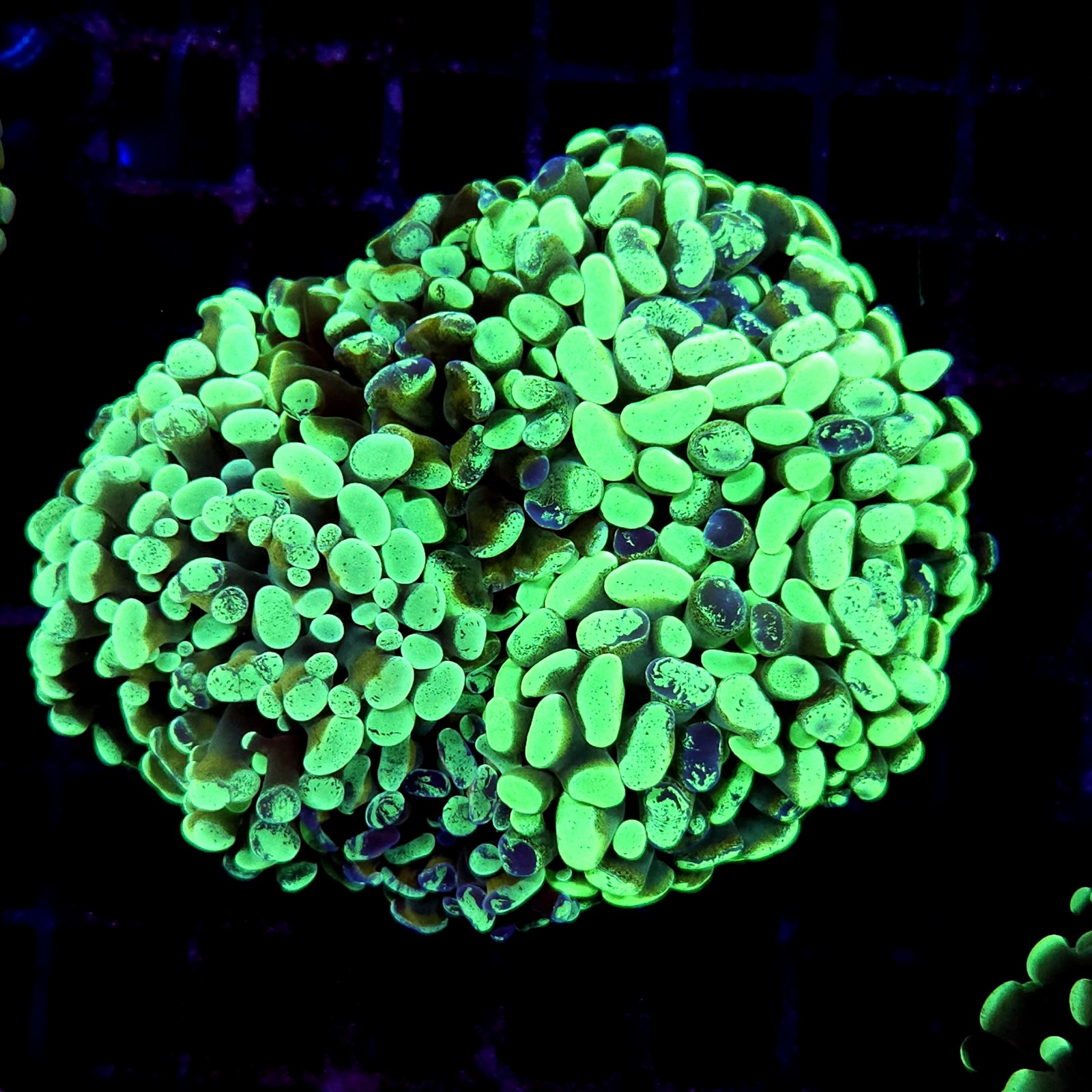 CC189 - Euphyllia paraancora
