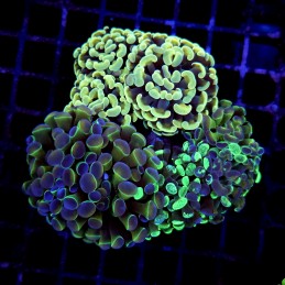 CC190 - Euphyllia paraancora