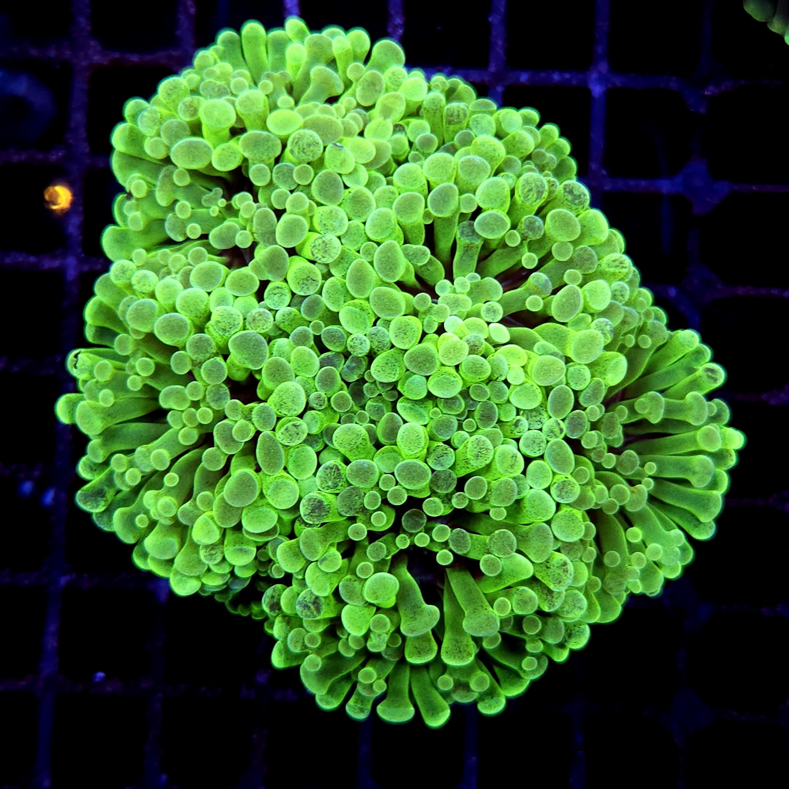CC191 - Euphyllia paraancora