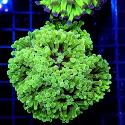 CC192 - Euphyllia paraancora