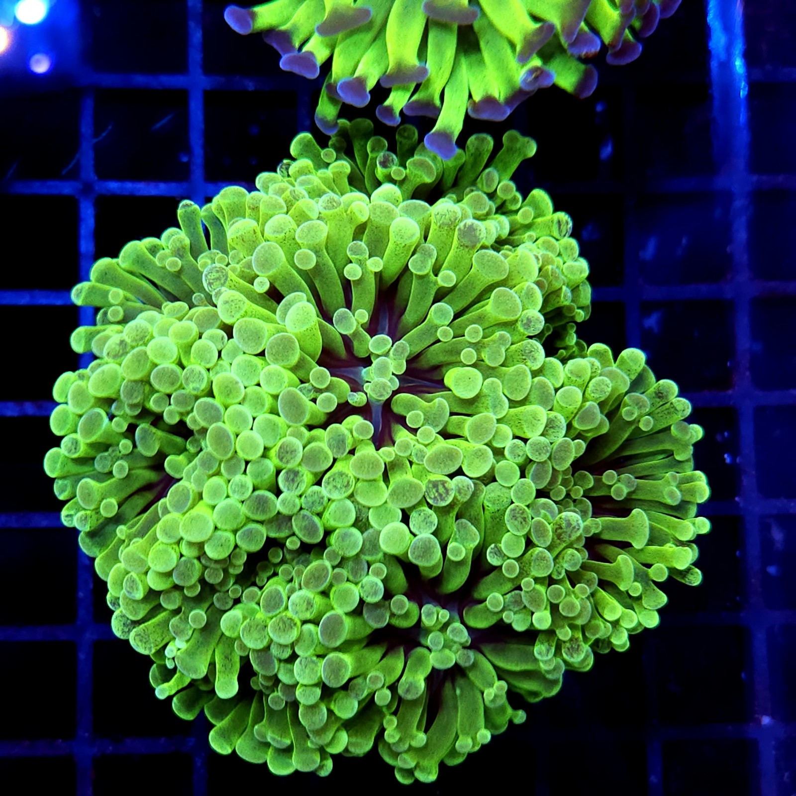 CC192 - Euphyllia paraancora