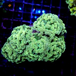 CC194 - Euphyllia paraancora