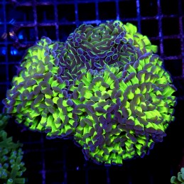 CC195 - Euphyllia paraancora