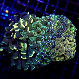 CC196 - Euphyllia paraancora
