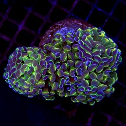CC198 - Euphyllia paraancora