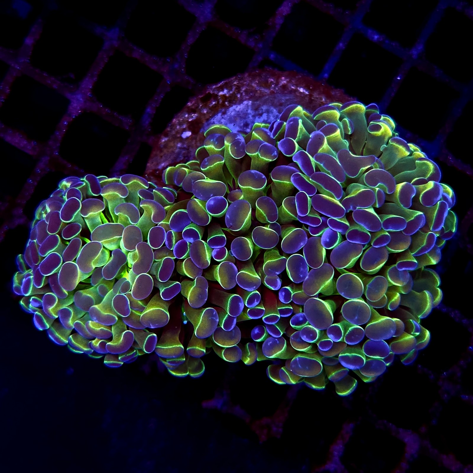 CC198 - Euphyllia paraancora