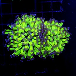 CC201 - Euphyllia paraancora