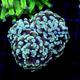 CC202 - Euphyllia paraancora