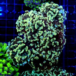CC204 - Euphyllia paraancora