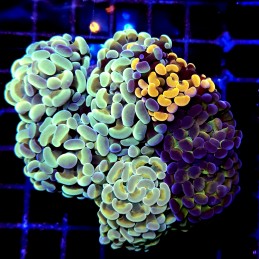 CC206 - Euphyllia paraancora
