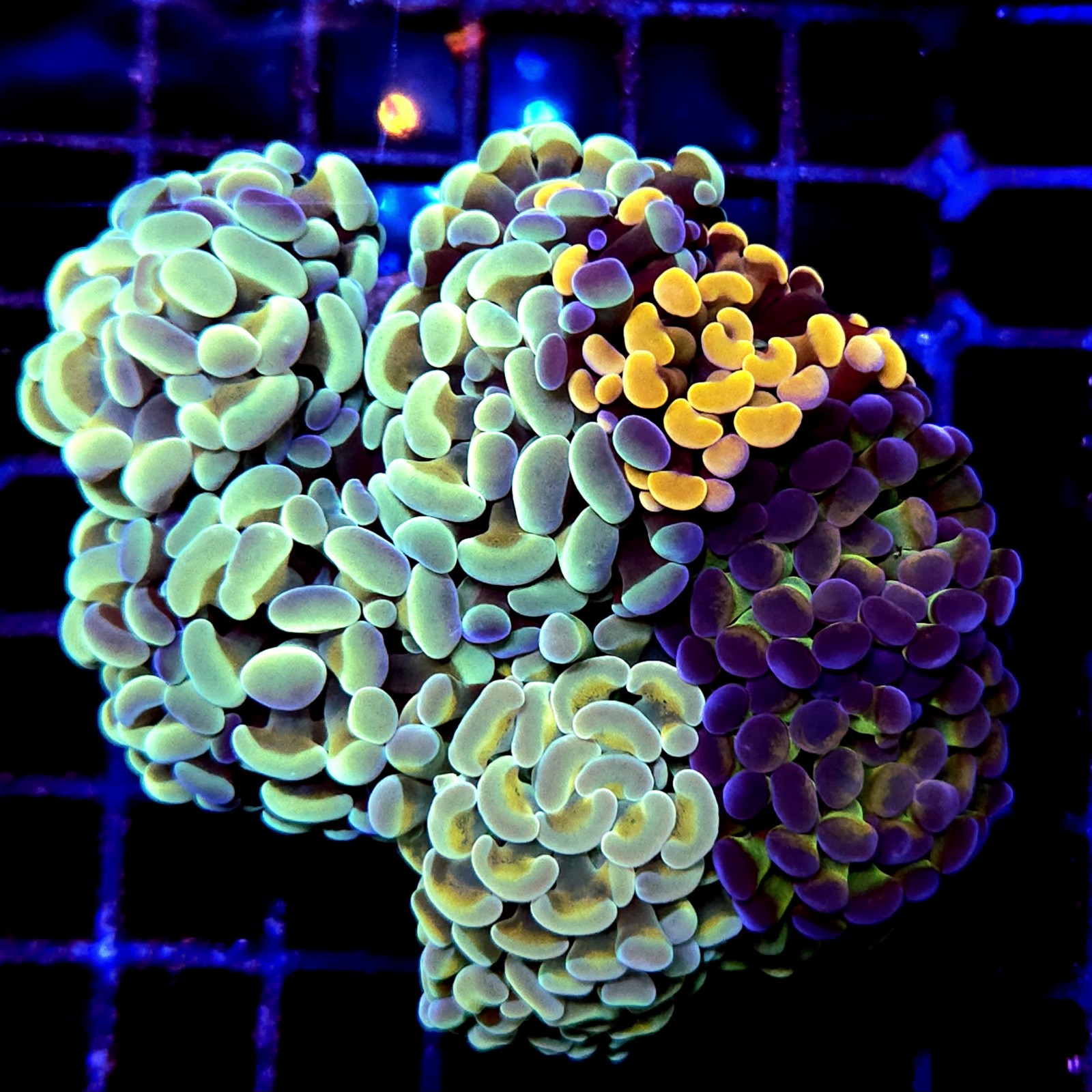 CC206 - Euphyllia paraancora