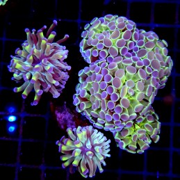 CC207 - Euphyllia paraancora