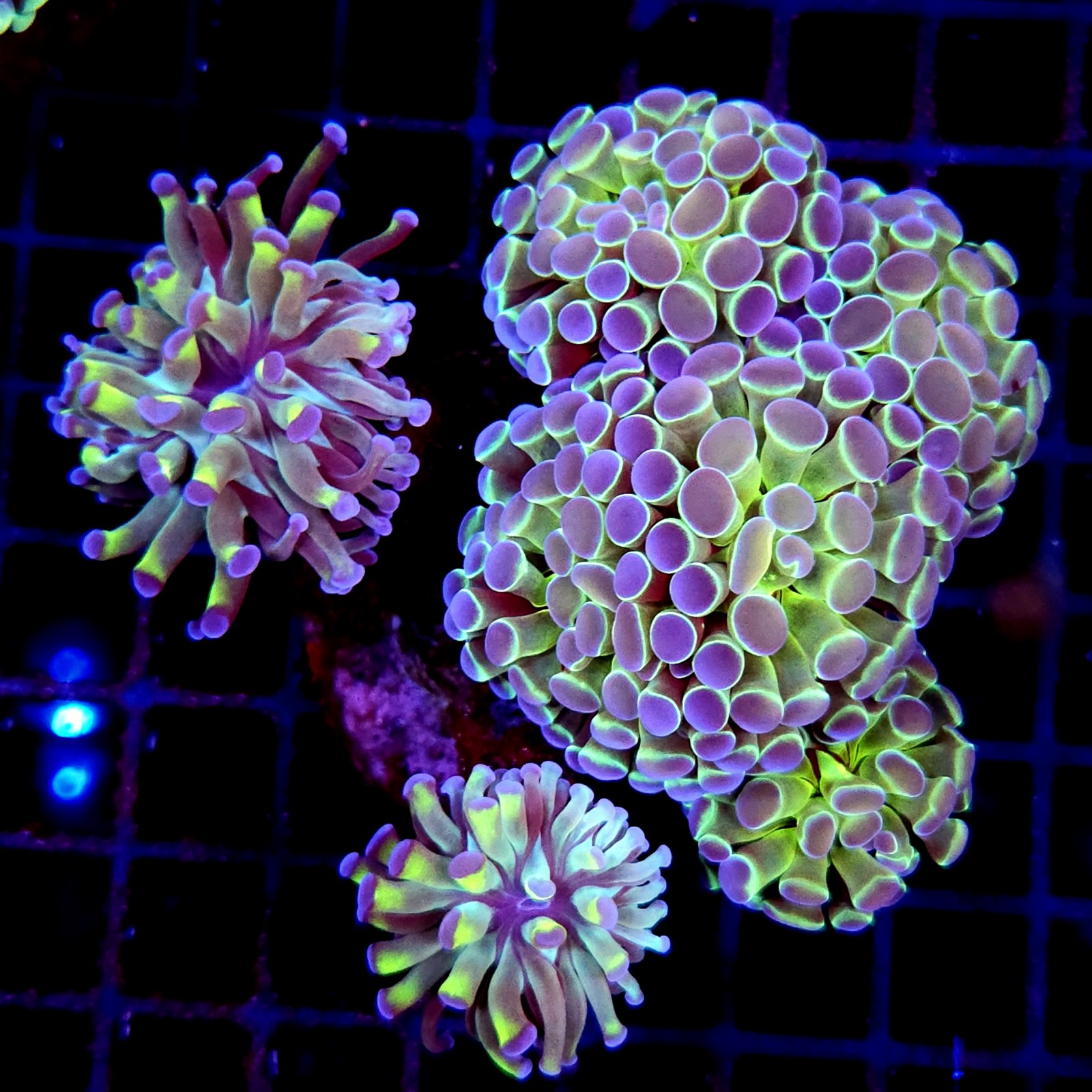 CC207 - Euphyllia paraancora