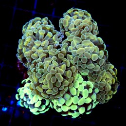 CC208 - Euphyllia paraancora