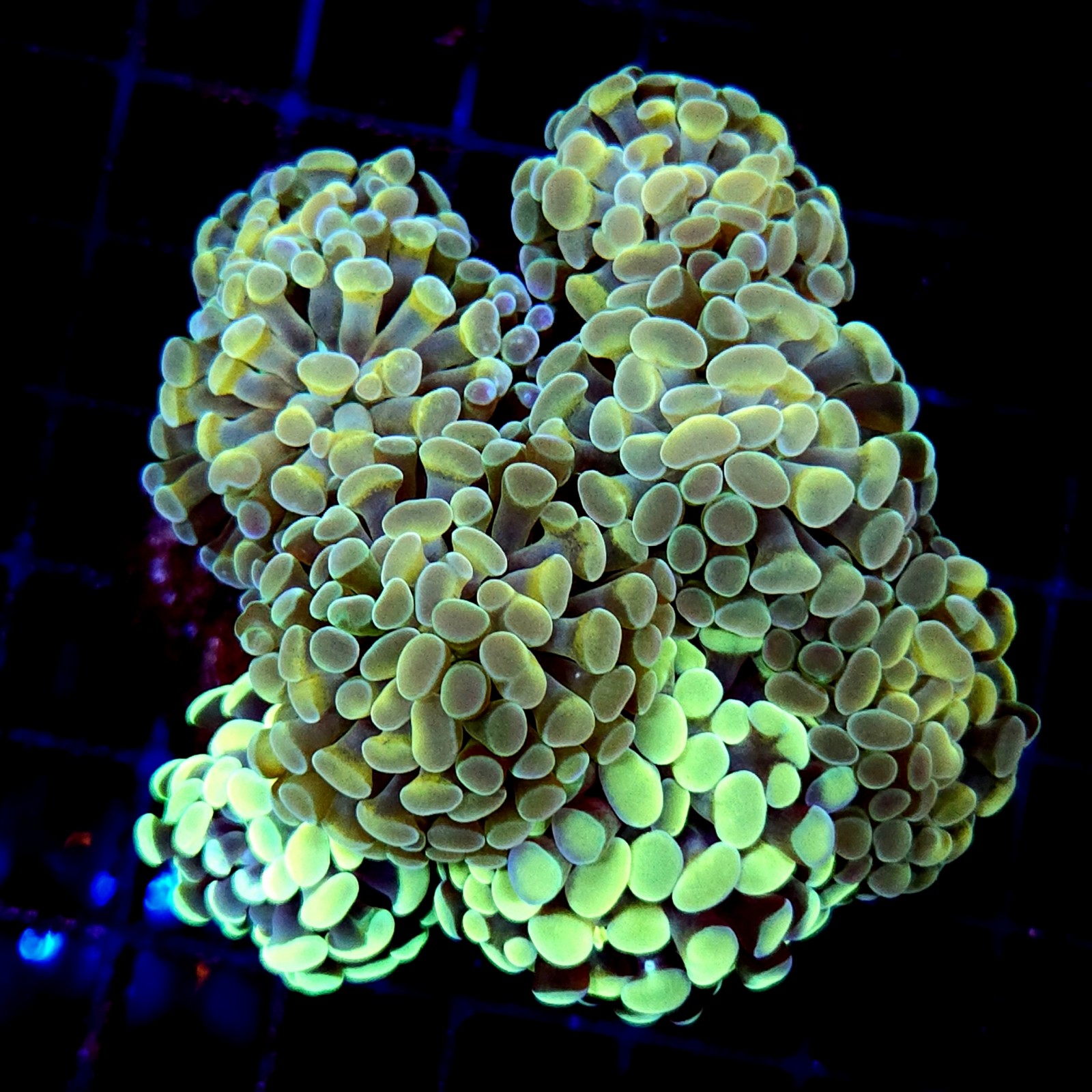 CC208 - Euphyllia paraancora