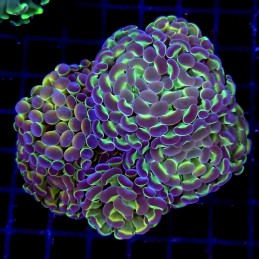 CC210 - Euphyllia paraancora