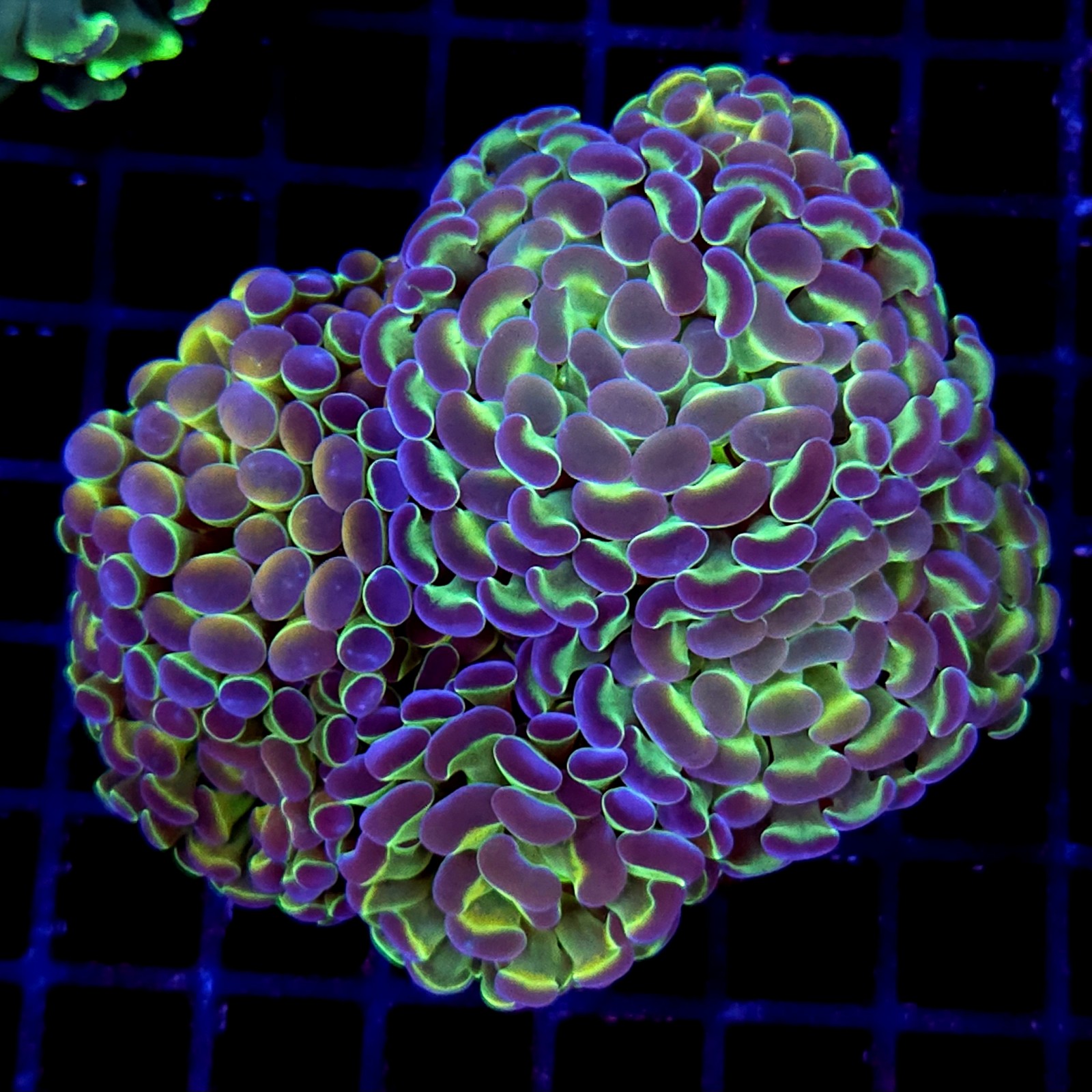 CC210 - Euphyllia paraancora