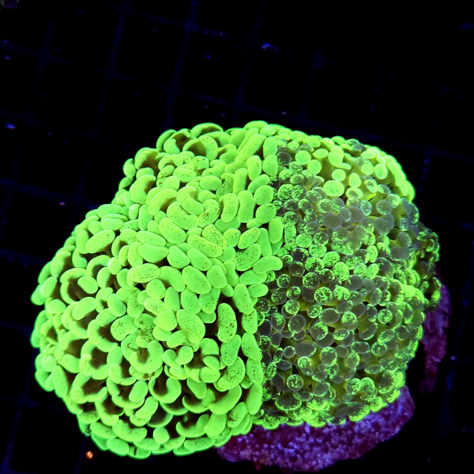 CC211 - Euphyllia paraancora