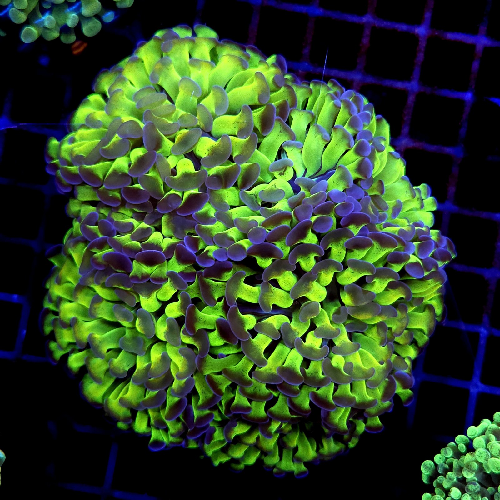 CC213 - Euphyllia paraancora