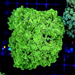CC215 - Euphyllia paraancora
