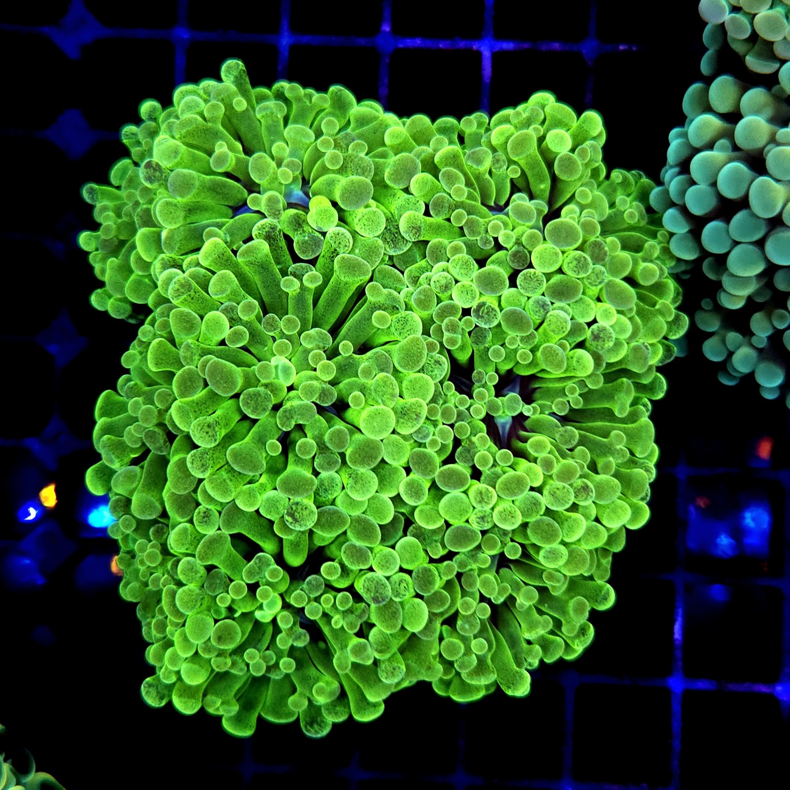 CC215 - Euphyllia paraancora