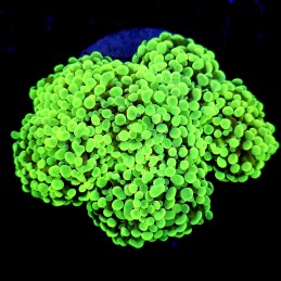 CC216 - Euphyllia paraancora
