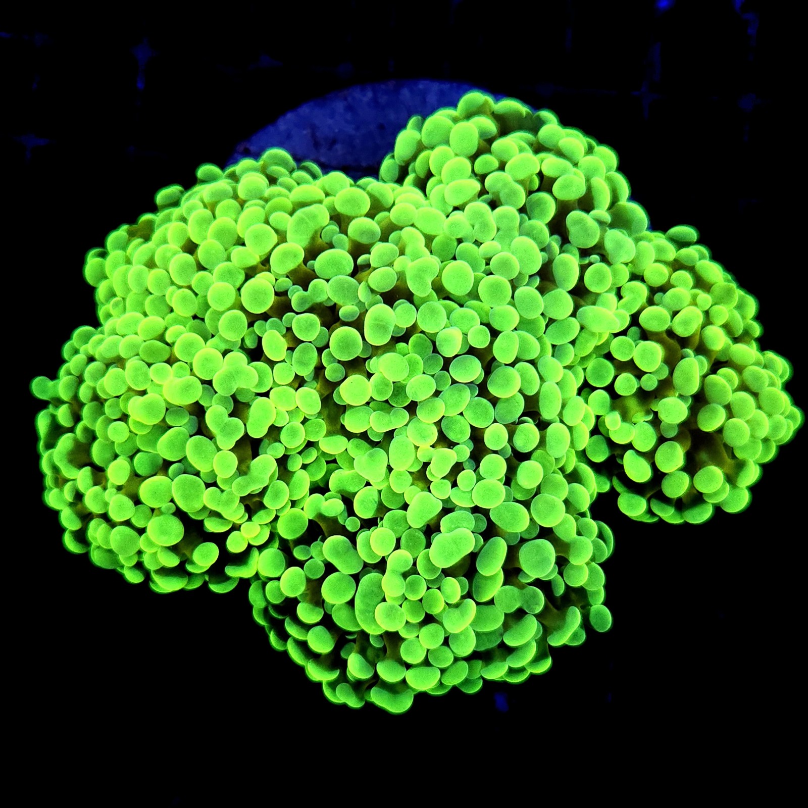 CC216 - Euphyllia paraancora
