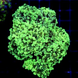 CC217 - Euphyllia paraancora