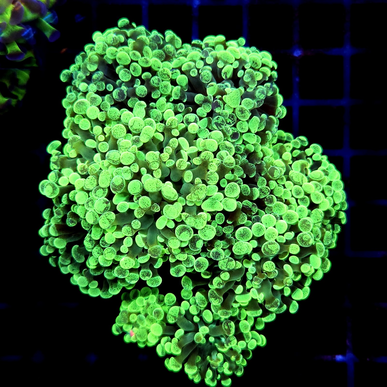 CC217 - Euphyllia paraancora