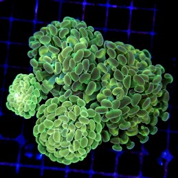 CC219 - Euphyllia paraancora