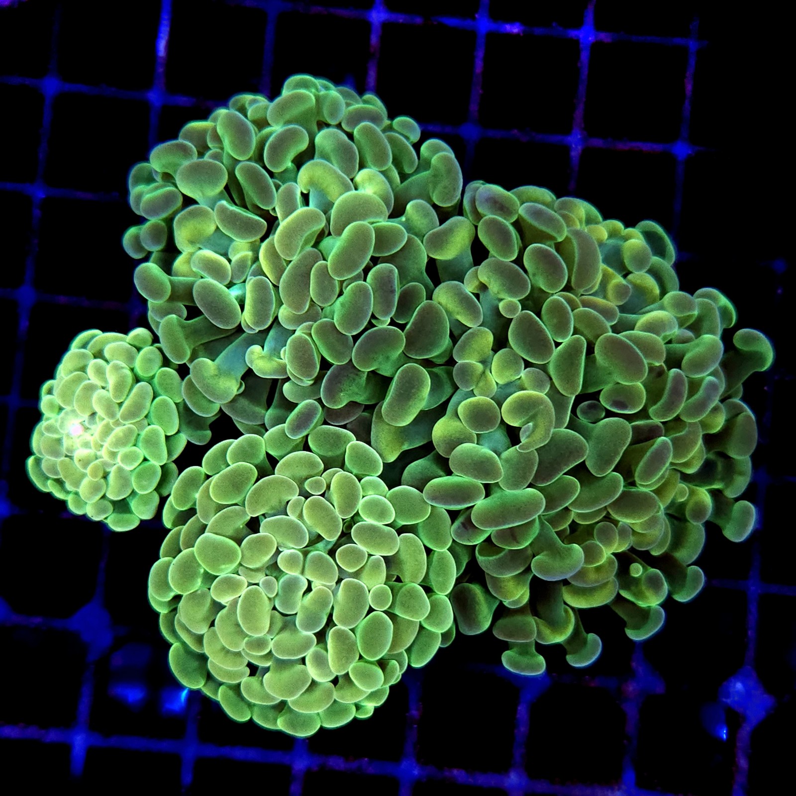 CC219 - Euphyllia paraancora