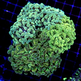 CC220 - Euphyllia paraancora
