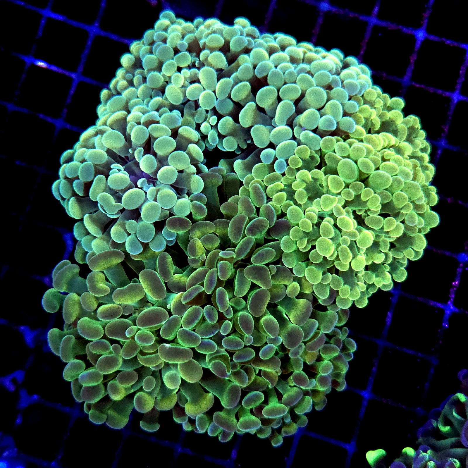 CC220 - Euphyllia paraancora