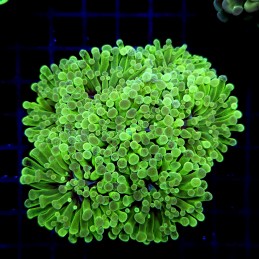CC222 - Euphyllia paraancora