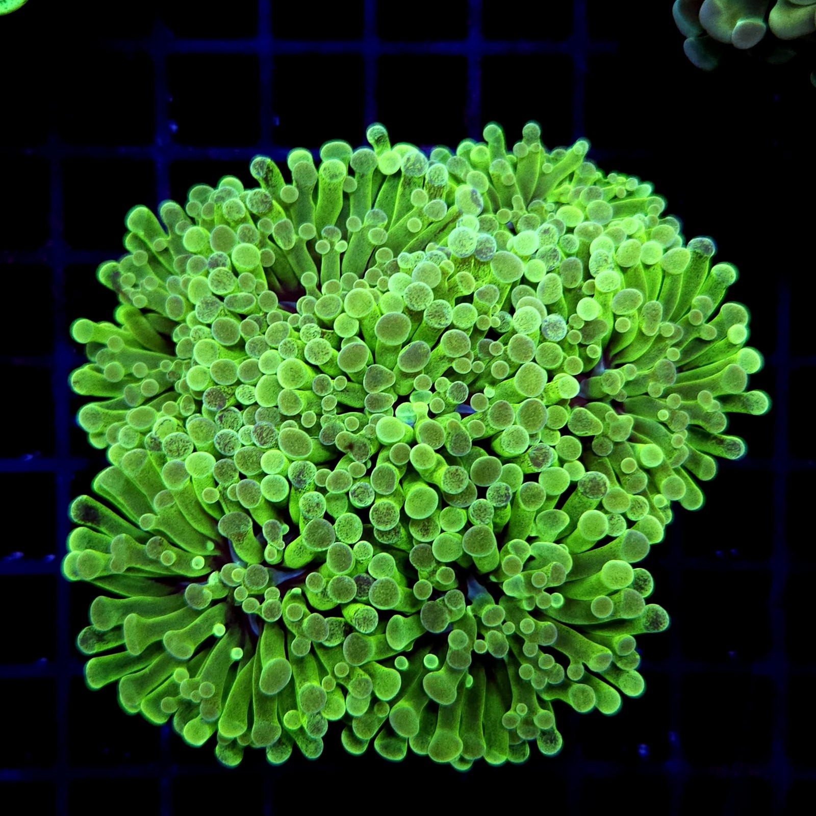 CC222 - Euphyllia paraancora