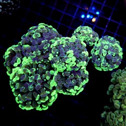 CC223 - Euphyllia paraancora