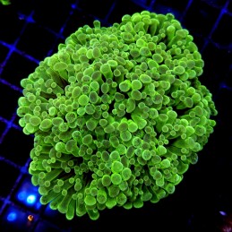 CC225 - Euphyllia paraancora