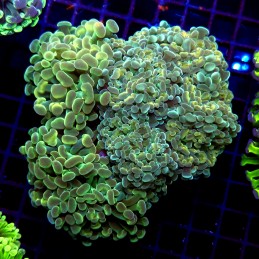 CC226 - Euphyllia paraancora