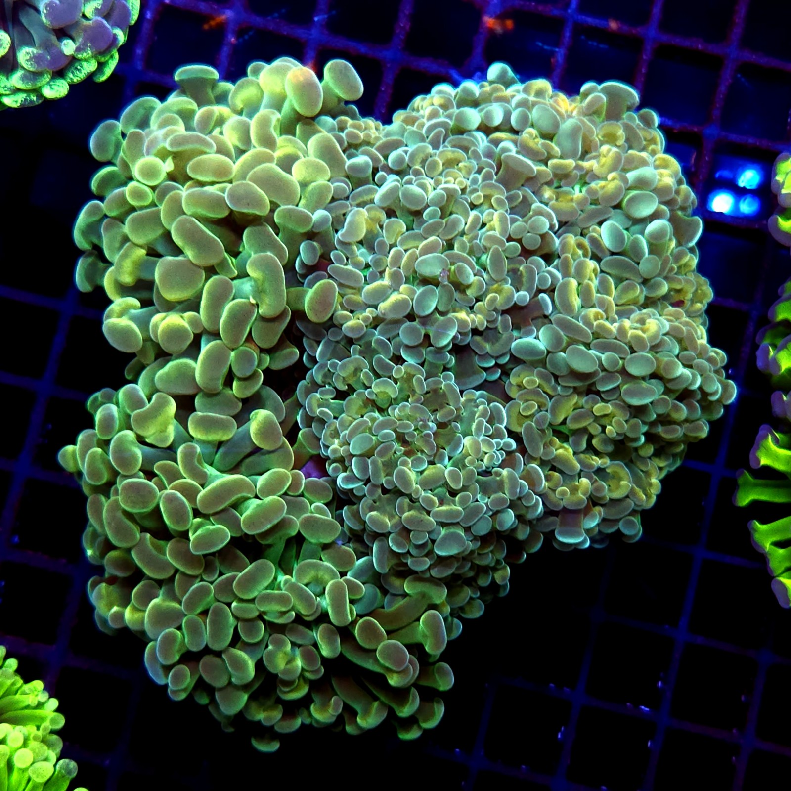 CC226 - Euphyllia paraancora