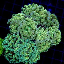 CC227 - Euphyllia paraancora
