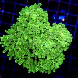 CC228 - Euphyllia paraancora