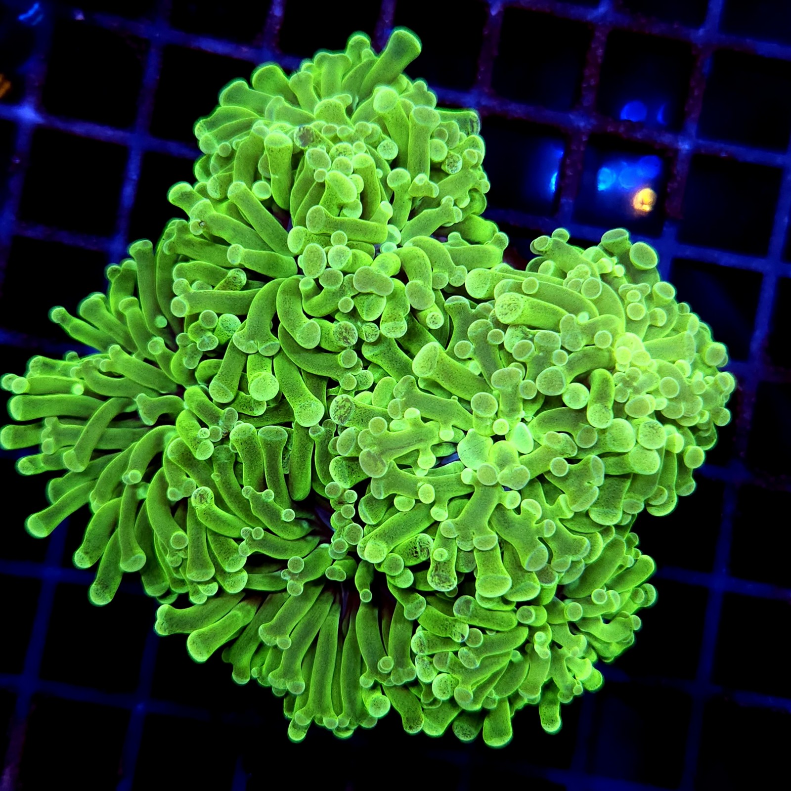 CC228 - Euphyllia paraancora