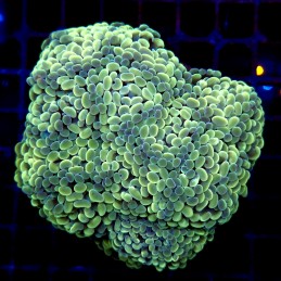 CC229 - Euphyllia paraancora