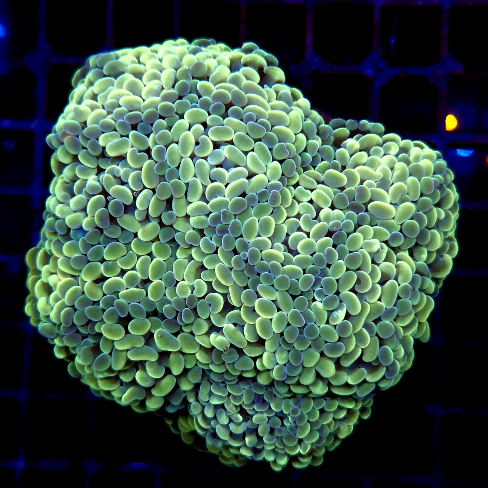 CC229 - Euphyllia paraancora