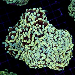 CC230 - Euphyllia paraancora