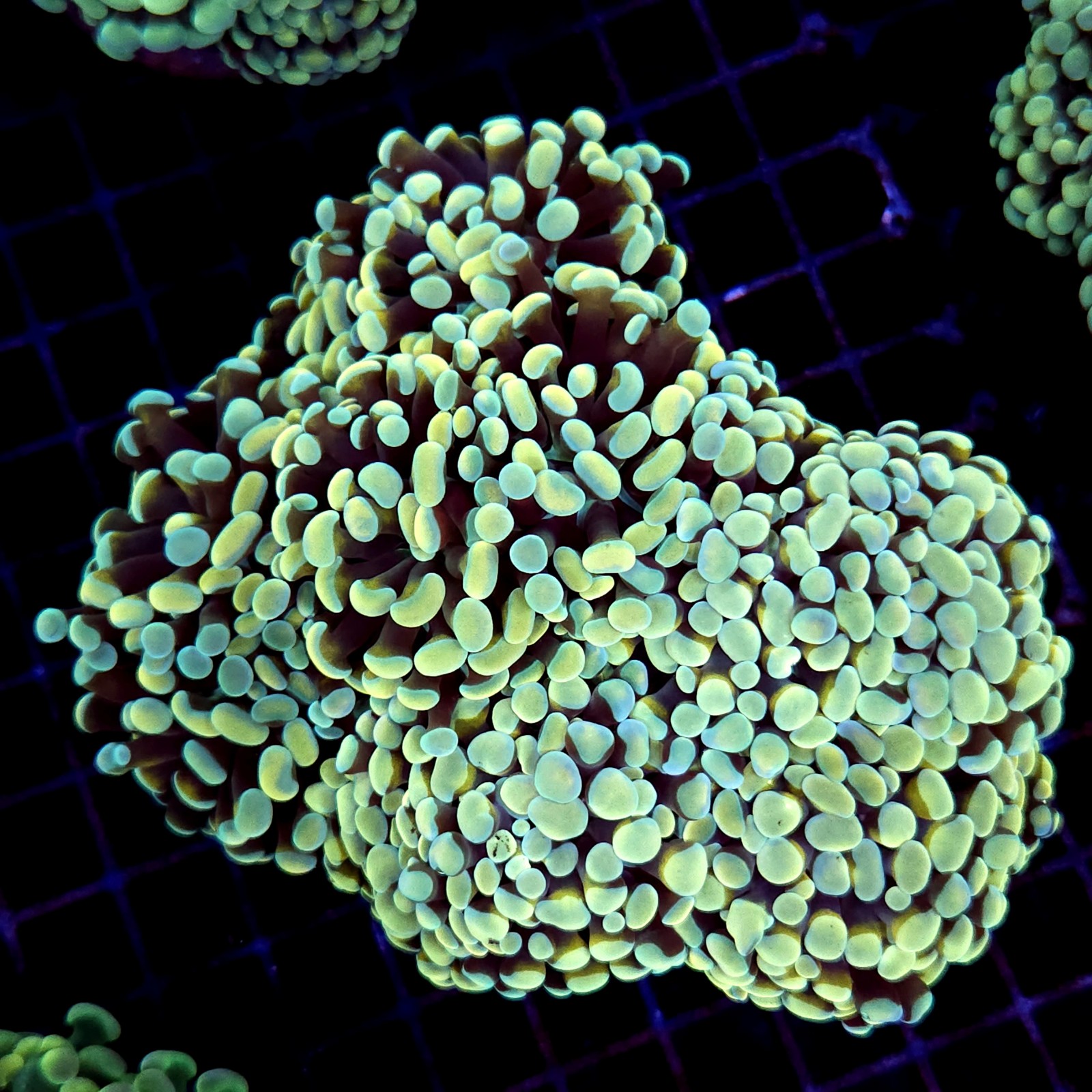 CC230 - Euphyllia paraancora